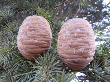 Fruit (cône femelle) en forme d'œuf. Agrandir dans une nouvelle fenêtre (ou onglet)